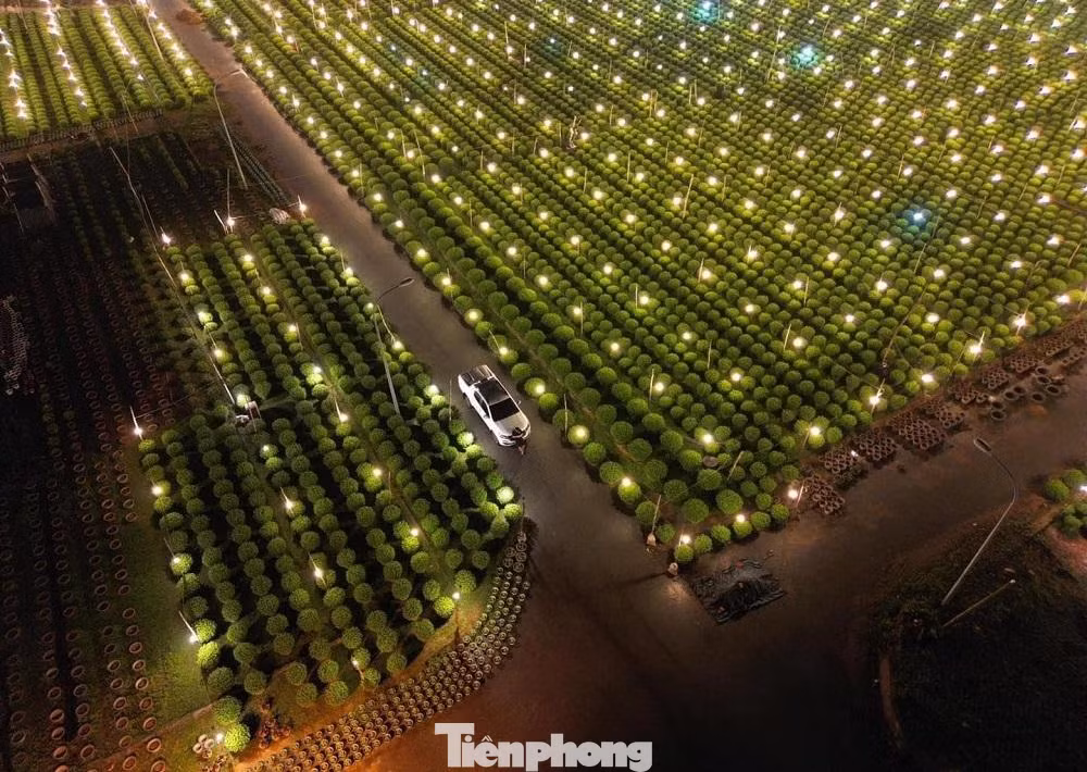 Bà Lê Thị Vỹ (trú xã Nghĩa Hiệp, huyện Tư Nghĩa) cho hay, năm nay thời tiết thuận lợi, vườn hoa phát triển tốt, cây cao, thân thẳng và ít sâu bệnh. Bên cạnh đó, người trồng hoa không còn tâm lý e dè vì dịch bệnh COVID-19, năm nay, nhiều nhà vườn đã mạnh dạn tăng sản lượng, có vườn tăng gấp đôi. Một số hộ, đầu tư lớn, trồng cả vài nghìn chậu.
