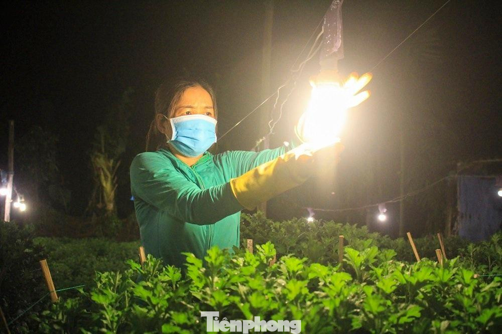 Làng hoa xã Nghĩa Mỹ, Nghĩa Hiệp (huyện Tư Nghĩa, tỉnh Quảng Ngãi) được xem là “thủ phủ” hoa cúc Tết ở Quảng Ngãi. Hằng năm, cung cấp hàng trăm nghìn chậu hoa cho thị trường Tết khắp các tỉnh, thành miền Trung.