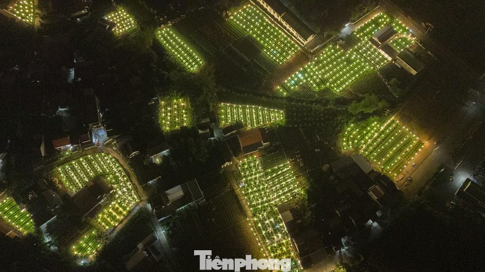 Đến với “thủ phủ” hoa cúc ở xã Nghĩa Hiệp, Nghĩa Mỹ (huyện Tư Nghĩa) vào ban đêm, nhiều người không khỏi thích thú trước khung cảnh lung linh, sáng rực với hàng ngàn ngọn đèn điện cùng lúc được thắp sáng trên những ruộng hoa. Nhìn từ xa, cánh đồng hoa nổi bật trên nền trời tối tăm với những thửa ruộng rực rỡ.