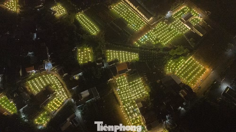 Đến với “thủ phủ” hoa cúc ở xã Nghĩa Hiệp, Nghĩa Mỹ (huyện Tư Nghĩa) vào ban đêm, nhiều người không khỏi thích thú trước khung cảnh lung linh, sáng rực với hàng ngàn ngọn đèn điện cùng lúc được thắp sáng trên những ruộng hoa. Nhìn từ xa, cánh đồng hoa nổi bật trên nền trời tối tăm với những thửa ruộng rực rỡ.