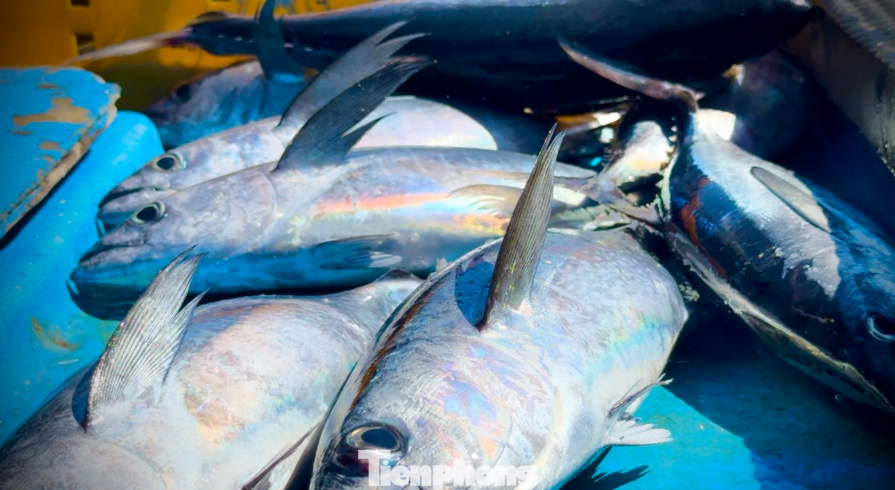 Chiếc tàu nghiêng hẳn về bên trái vì sức nặng của giàn lưới vây rút khá lớn. Những con cá tươi rói vừa vớt lên nhảy đành đạch vùng vẫy giữa biển, trông rất đã mắt. Hiện giá cá ngừ dao động từ 40.000 - 50.000 đồng/kg. Trung bình mỗi ngày, một tàu có thể khai thác được từ 1-2 tạ cá, thu về từ 5-10 triệu đồng.
