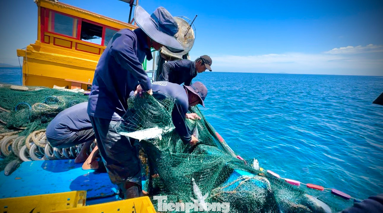 “Tùy thuộc vào luồng cá nổi, mỗi ngày tàu có thể thả lưới vây từ 5-10 lần. Nhiều hôm may mắn gặp luồng, chỉ cần 2-3 lần thả lưới vây, kéo thì lượng cá bắt đã “khẳm” thuyền, thu về cả chục triệu đồng. Nhưng cũng có hôm “thất thu” cho tàu chạy cả ngày nhưng không bắt được kg cá nào”, ngư dân Cường nói.