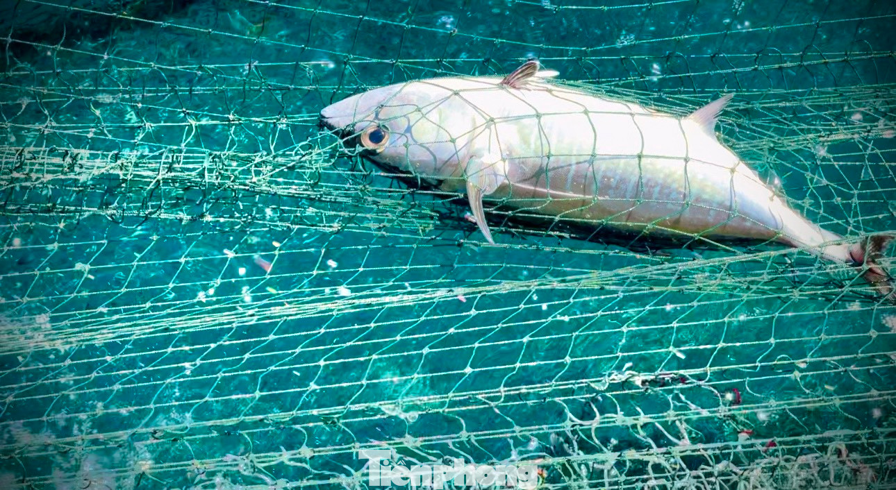 Chiếc tàu nghiêng hẳn về bên trái vì sức nặng của giàn lưới vây rút khá lớn. Những con cá tươi rói vừa vớt lên nhảy đành đạch vùng vẫy giữa biển, trông rất đã mắt. Hiện giá cá ngừ dao động từ 40.000 - 50.000 đồng/kg. Trung bình mỗi ngày, một tàu có thể khai thác được từ 1-2 tạ cá, thu về từ 5-10 triệu đồng.