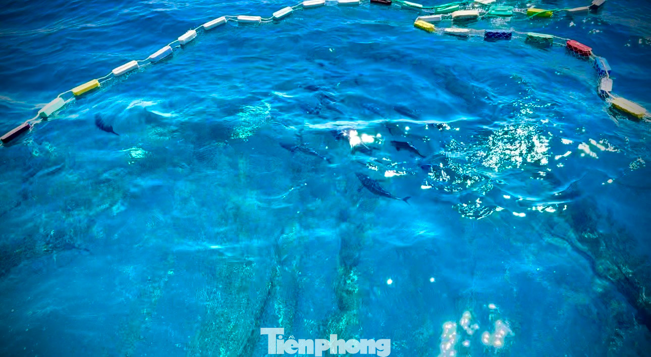 Khi vòng vây dần thu hẹp, lũ cá hoảng loạn tìm cách thoát ra ngoài, tạo nên khung cảnh rất đẹp.