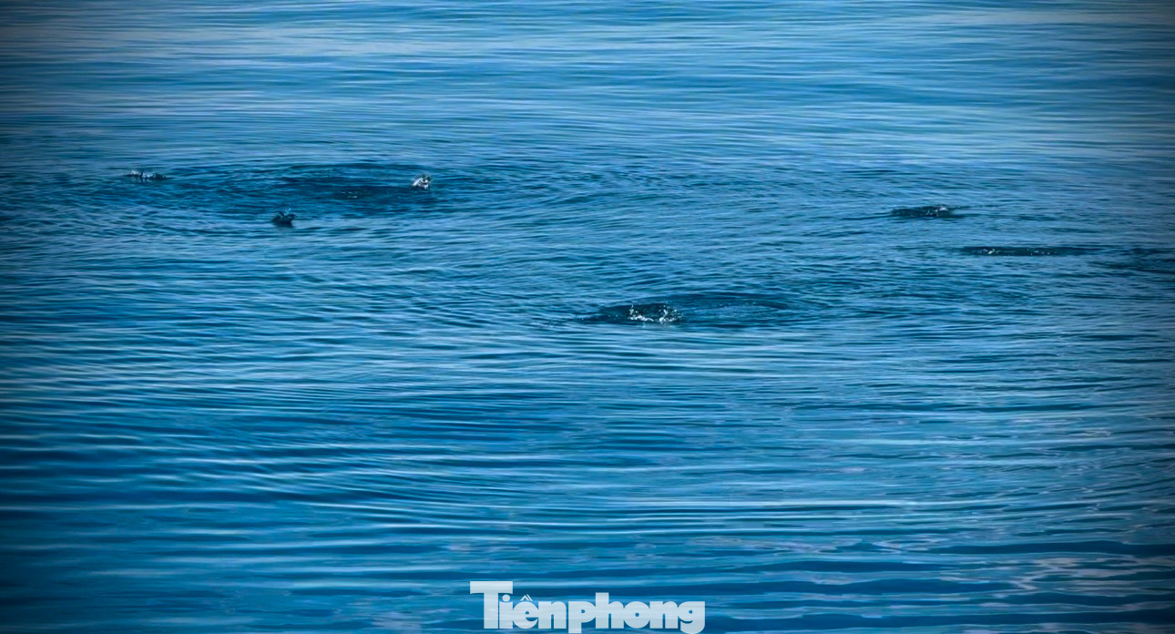 Khi xác định được hướng di chuyển của luồng cá, ngư dân nhanh chóng cho tàu chạy hết công suất lượn vòng tròn trên biển để thả lưới vây cá. Ngư dân Phạm Cường (trú thôn Sơn Trà, xã Bình Đông) cho biết, nghề lưới vây gần bờ khu vực khai thác chỉ cách bờ chừng 5 hải lý. Cá được bắt chủ yếu là cá ngừ sọc dưa, cá ngừ hoa, cá ngừ bò, cá nục, cá bạc má… Nghề này diễn ra quanh năm, trừ những ngày mưa bão.