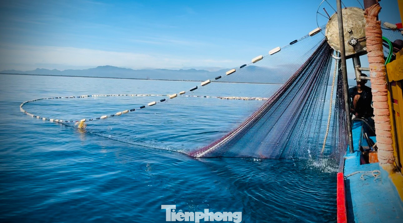 Sau khi vây lưới xong ngư dân bắt đầu thu lưới, cùng với sự giúp sức của máy kéo, những đôi tay rắn chắc thoăn thoắt nhanh chóng kéo lưới thu thành quả. Họ thao tác khá nhanh gọn và nhịp nhàng như những chiếc máy được lập trình sẵn.