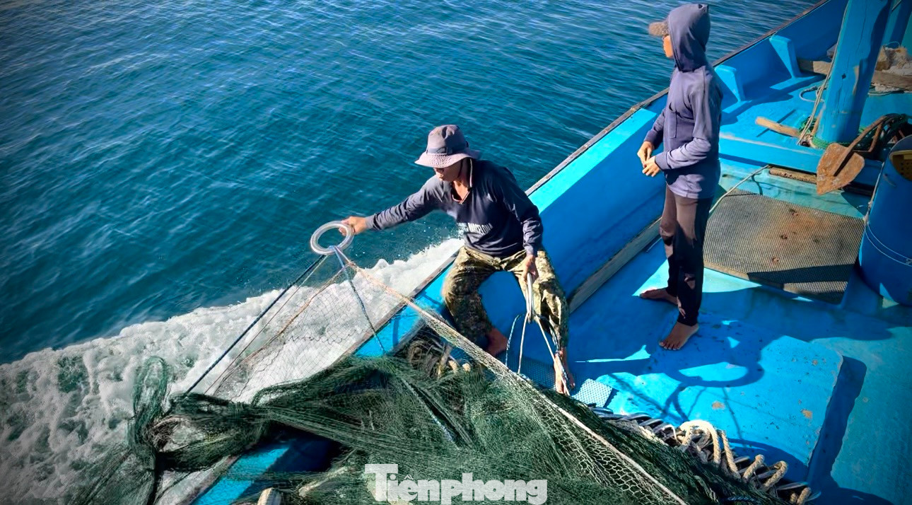 Khi xác định được hướng di chuyển của luồng cá, ngư dân nhanh chóng cho tàu chạy hết công suất lượn vòng tròn trên biển để thả lưới vây cá. Ngư dân Phạm Cường (trú thôn Sơn Trà, xã Bình Đông) cho biết, nghề lưới vây gần bờ khu vực khai thác chỉ cách bờ chừng 5 hải lý. Cá được bắt chủ yếu là cá ngừ sọc dưa, cá ngừ hoa, cá ngừ bò, cá nục, cá bạc má… Nghề này diễn ra quanh năm, trừ những ngày mưa bão.