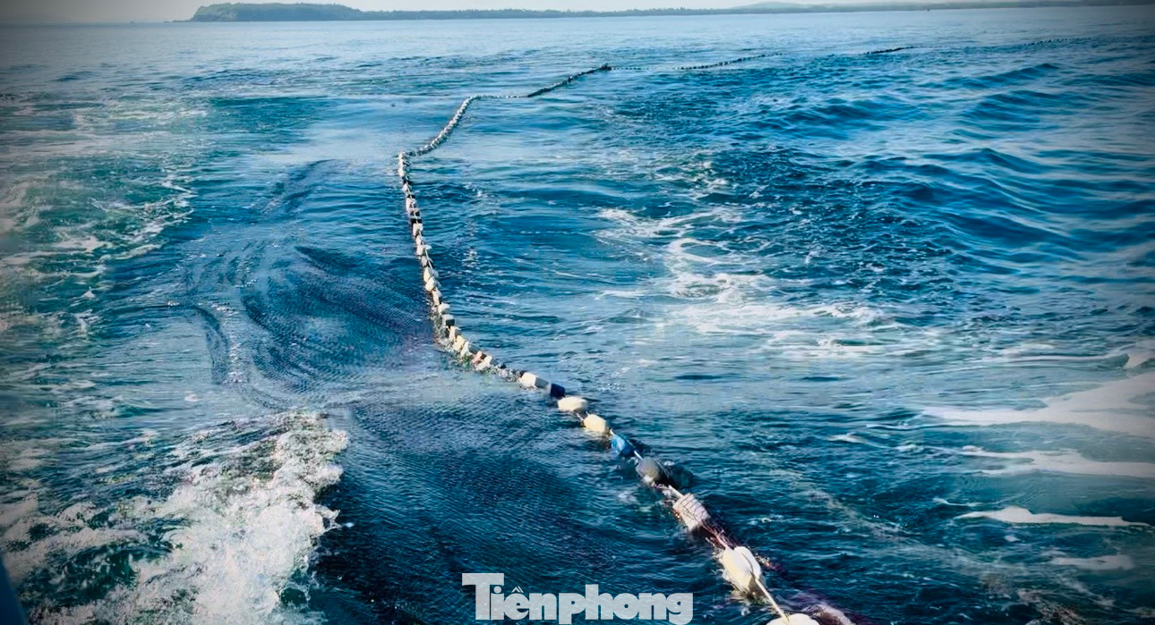 Khi xác định được hướng di chuyển của luồng cá, ngư dân nhanh chóng cho tàu chạy hết công suất lượn vòng tròn trên biển để thả lưới vây cá. Ngư dân Phạm Cường (trú thôn Sơn Trà, xã Bình Đông) cho biết, nghề lưới vây gần bờ khu vực khai thác chỉ cách bờ chừng 5 hải lý. Cá được bắt chủ yếu là cá ngừ sọc dưa, cá ngừ hoa, cá ngừ bò, cá nục, cá bạc má… Nghề này diễn ra quanh năm, trừ những ngày mưa bão.