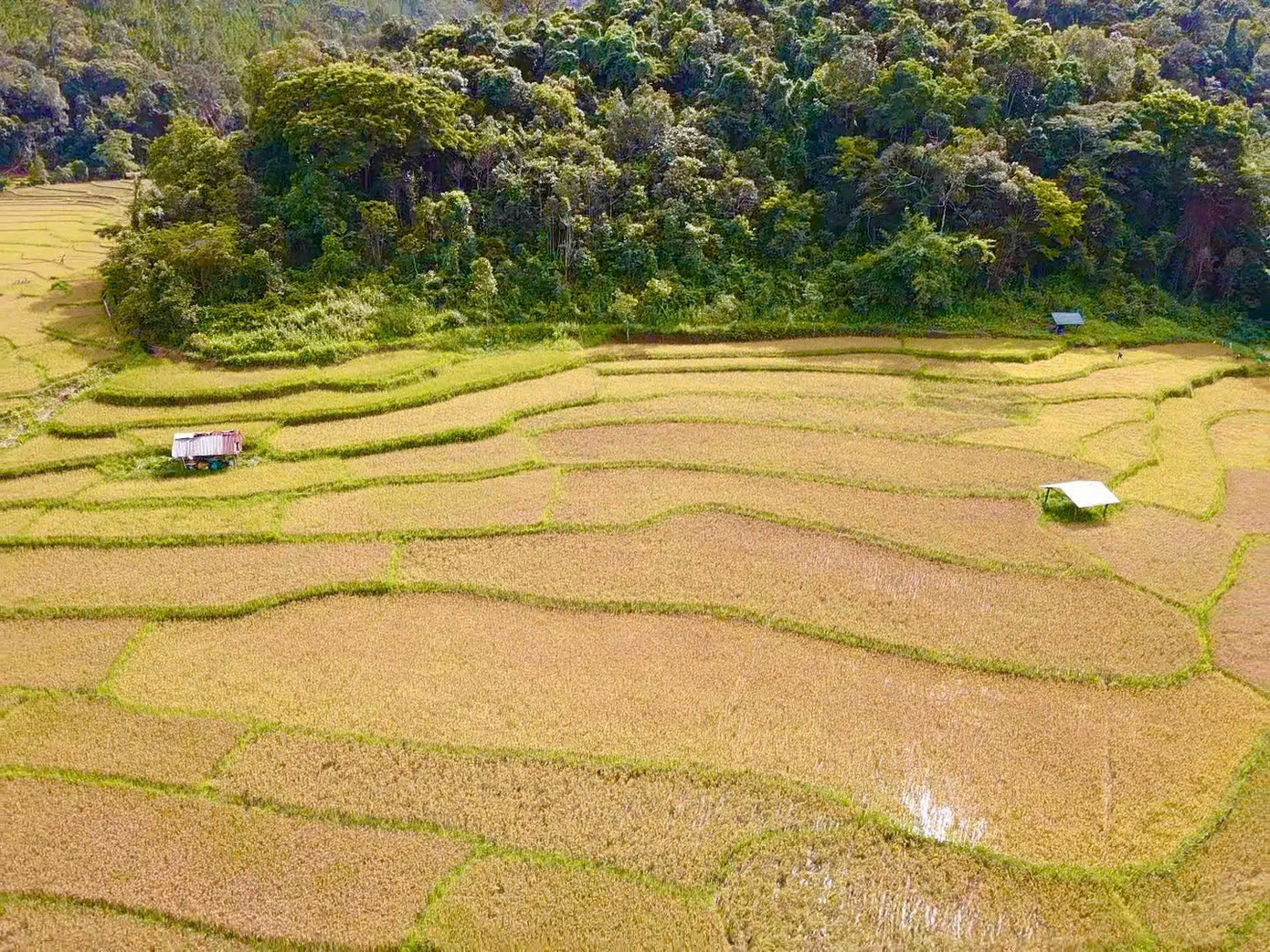 Ánh nắng sớm chiếu lên sóng lúa trĩu hạt khiến cả vùng rực lên sắc vàng óng ả, tạo nên bức tranh thơ mộng và bình yên giữa đại ngàn Tây Nguyên.
