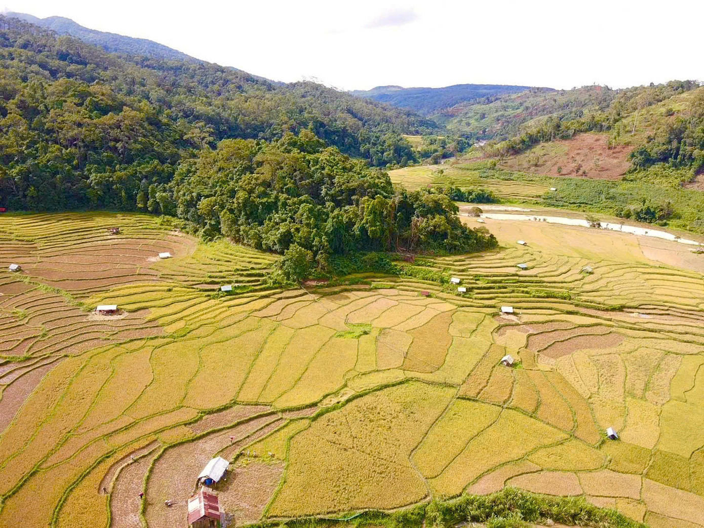 Từ cuối tháng 5, đầu tháng 6, những thửa ruộng bậc thang ở thôn Kon Tu Rằng bắt đầu chín rộ.
