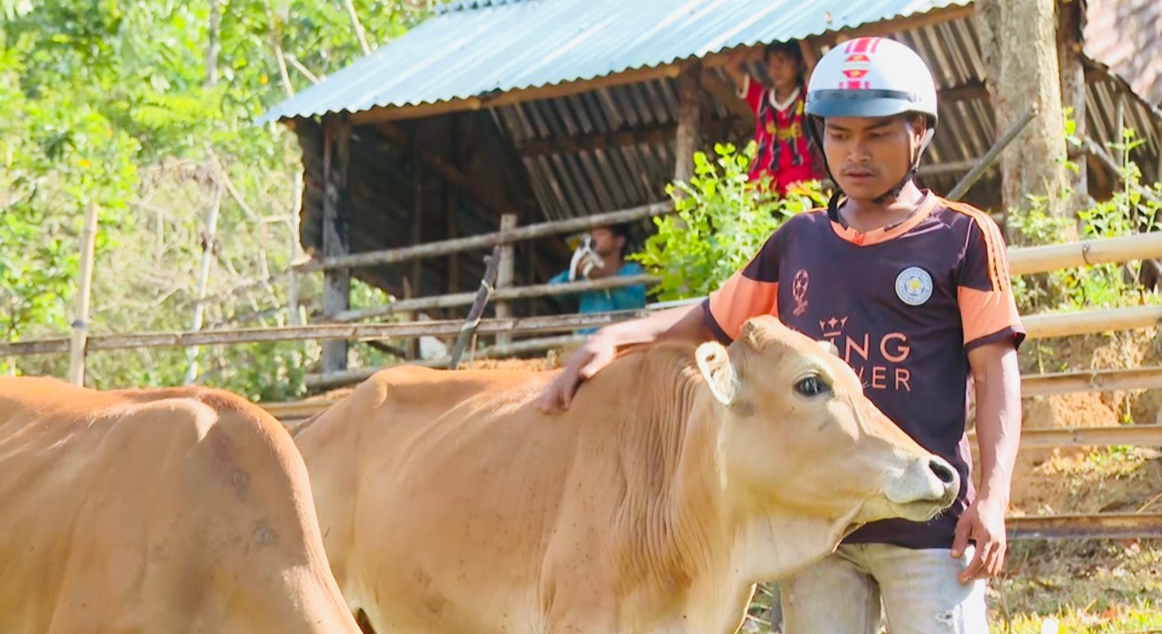 Anh Đinh Văn Thiên được nhà nước hỗ trợ hai con bò giống sinh sản. Anh Đinh Văn Thiên được nhà nước hỗ trợ hai con bò giống sinh sản.