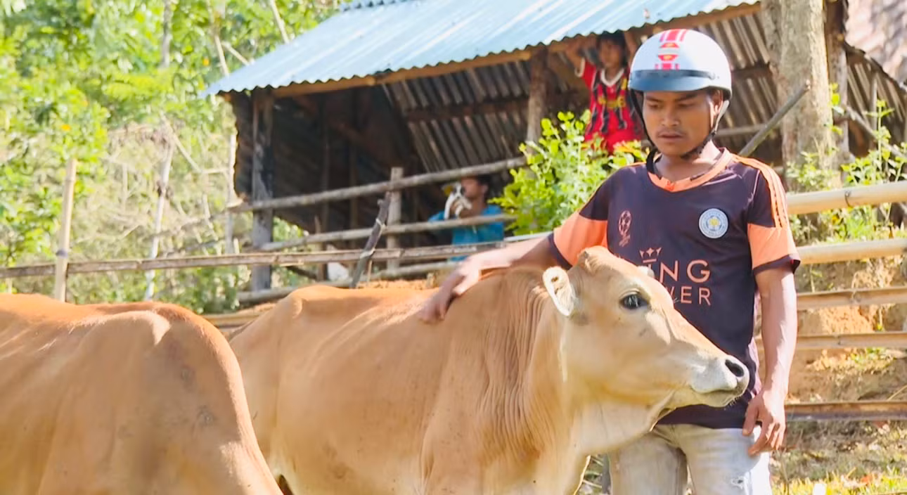 Anh Đinh Văn Thiên được nhà nước hỗ trợ hai con bò giống sinh sản.