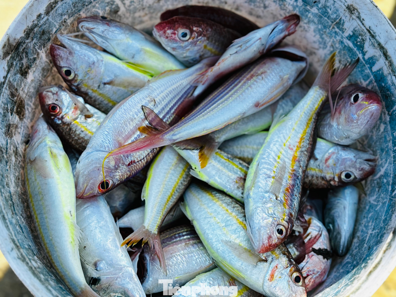 Những con cá tươi rói vừa được đưa lên bờ. Ảnh: Nguyễn Ngọc