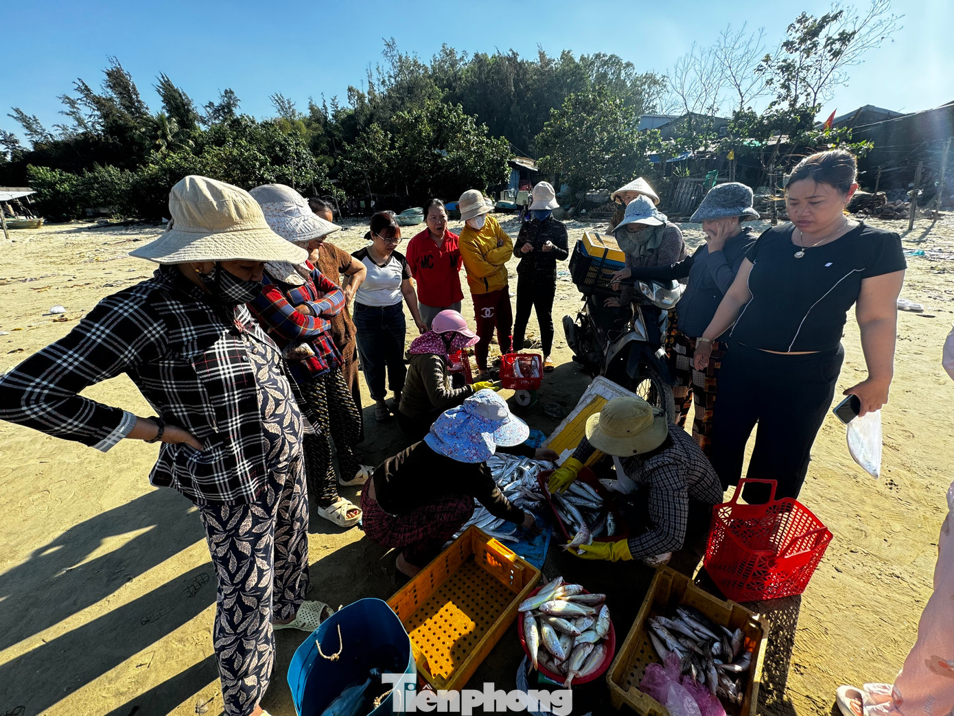 Làng chài Sơn Trà nhộn nhịp nhất vào lúc 7-8h sáng. Thời điểm này hầu như tất cả ngư dân đã quay về cùng với các loại hải sản tươi rói vẫn còn trong lưới. Ảnh: Nguyễn Ngọc