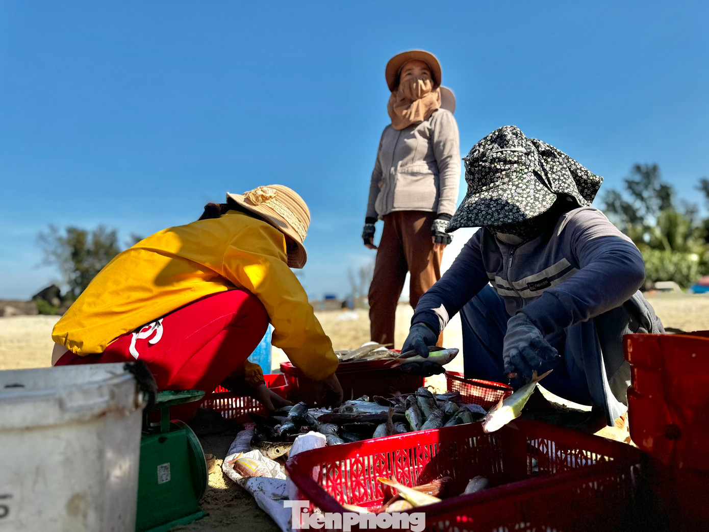Trên bờ, các thương lái đã có mặt từ sớm, đứng chờ sẵn để thu mua hải sản. Tiếng gọi nhau í ới, tiếng trả giá rôm rả hòa lẫn với tiếng sóng biển, tạo nên một bản hòa âm đặc trưng của làng chài ven biển. Ảnh: Nguyễn Ngọc