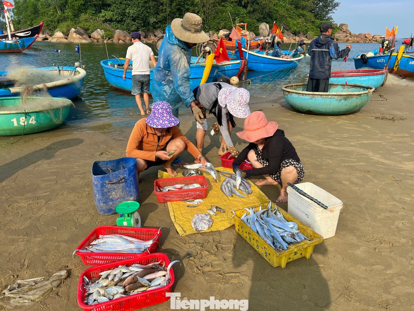 Trên bờ, các thương lái đã có mặt từ sớm, đứng chờ sẵn để thu mua hải sản. Tiếng gọi nhau í ới, tiếng trả giá rôm rả hòa lẫn với tiếng sóng biển, tạo nên một bản hòa âm đặc trưng của làng chài ven biển. Ảnh: Nguyễn Ngọc