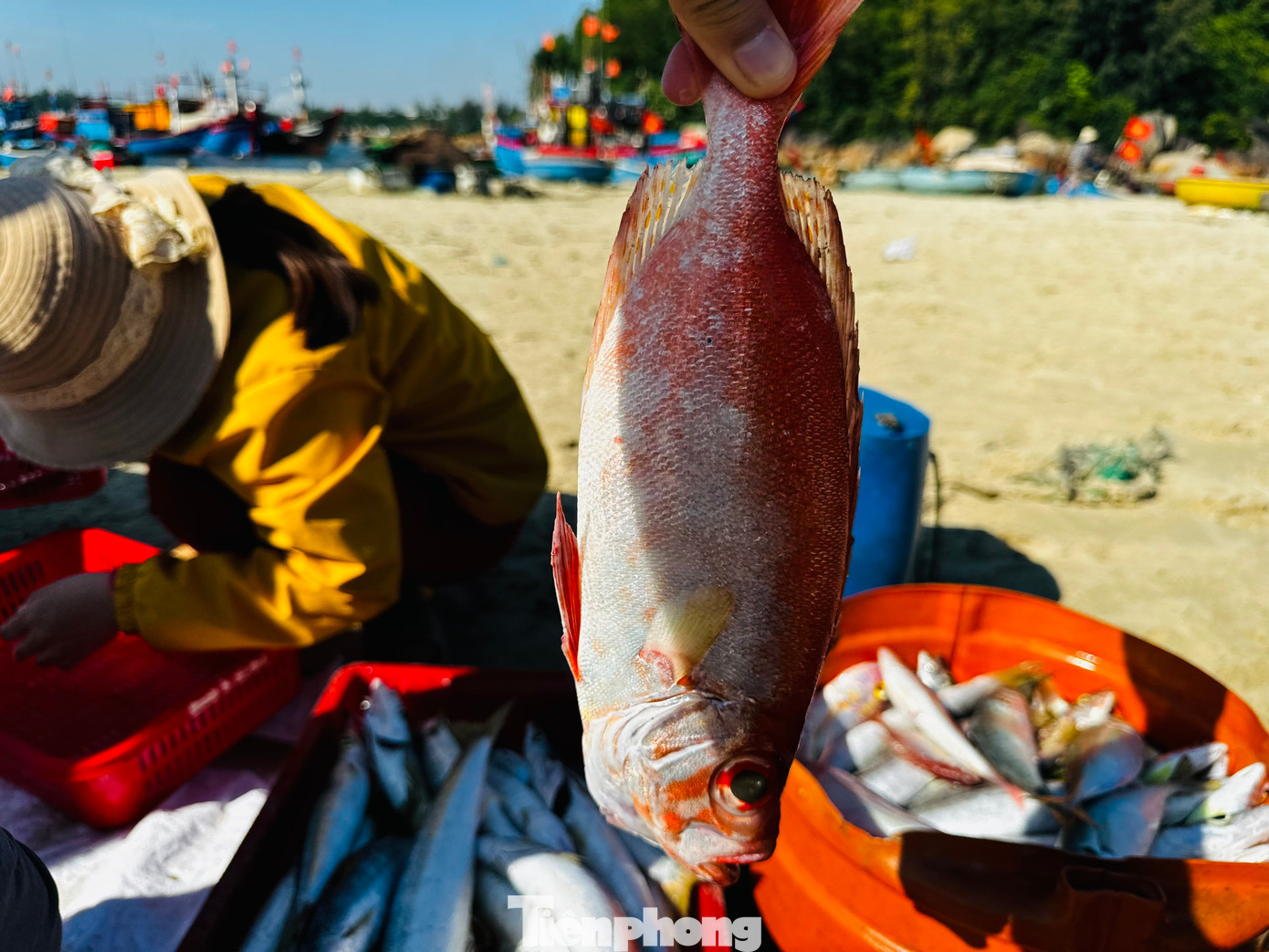 Những con cá tươi rói vừa được đưa lên bờ. Ảnh: Nguyễn Ngọc