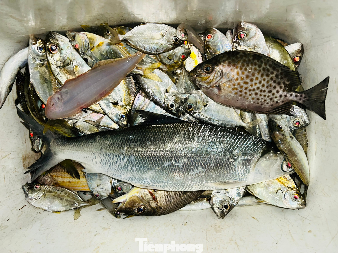 Những con cá tươi rói vừa được đưa lên bờ. Ảnh: Nguyễn Ngọc