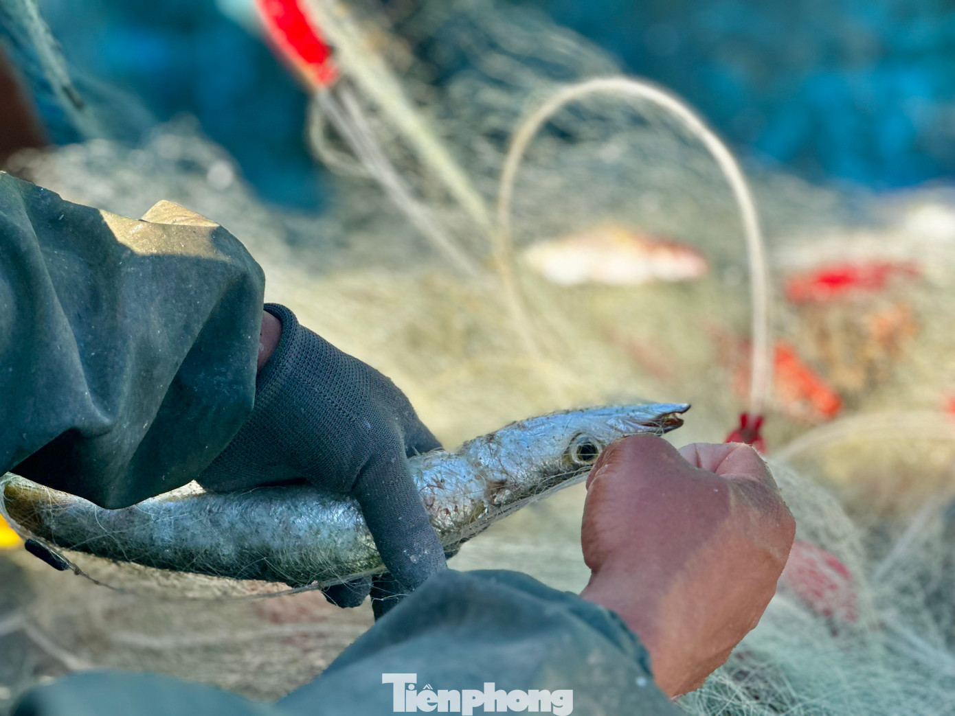 Ngư dân gỡ cá sau một đêm đánh bắt. Ảnh: Nguyễn Ngọc