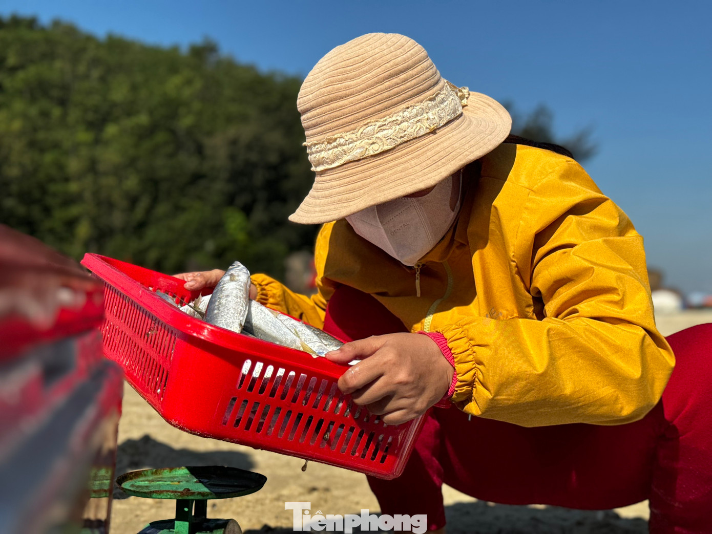 Trên bờ, các thương lái đã có mặt từ sớm, đứng chờ sẵn để thu mua hải sản. Tiếng gọi nhau í ới, tiếng trả giá rôm rả hòa lẫn với tiếng sóng biển, tạo nên một bản hòa âm đặc trưng của làng chài ven biển. Ảnh: Nguyễn Ngọc