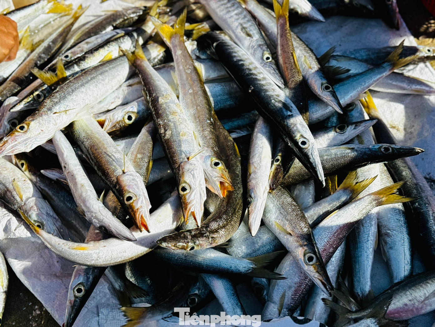 Những con cá tươi rói vừa được đưa lên bờ. Ảnh: Nguyễn Ngọc