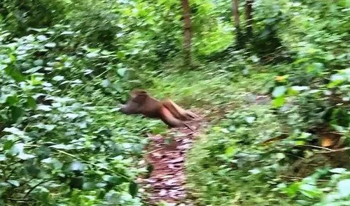 Khi phát hiện người, đàn khỉ lập tức chạy lên núi cao.