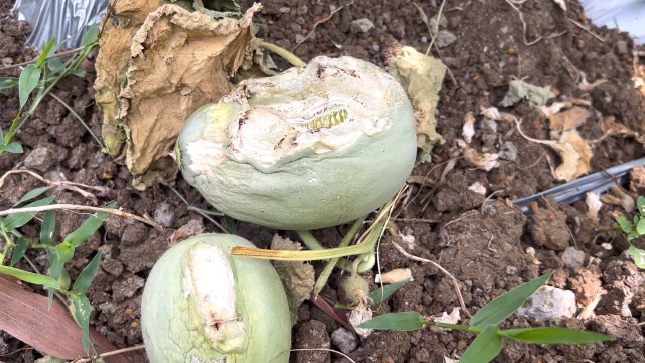 Nhiều diện tích rau màu của người dân bị khỉ hoang cắn phá.