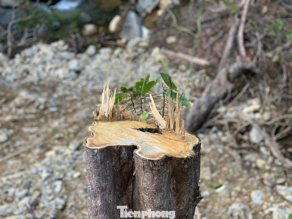 Cây rừng bị đốn hạ trái phép. Ảnh: Nguyễn Ngọc