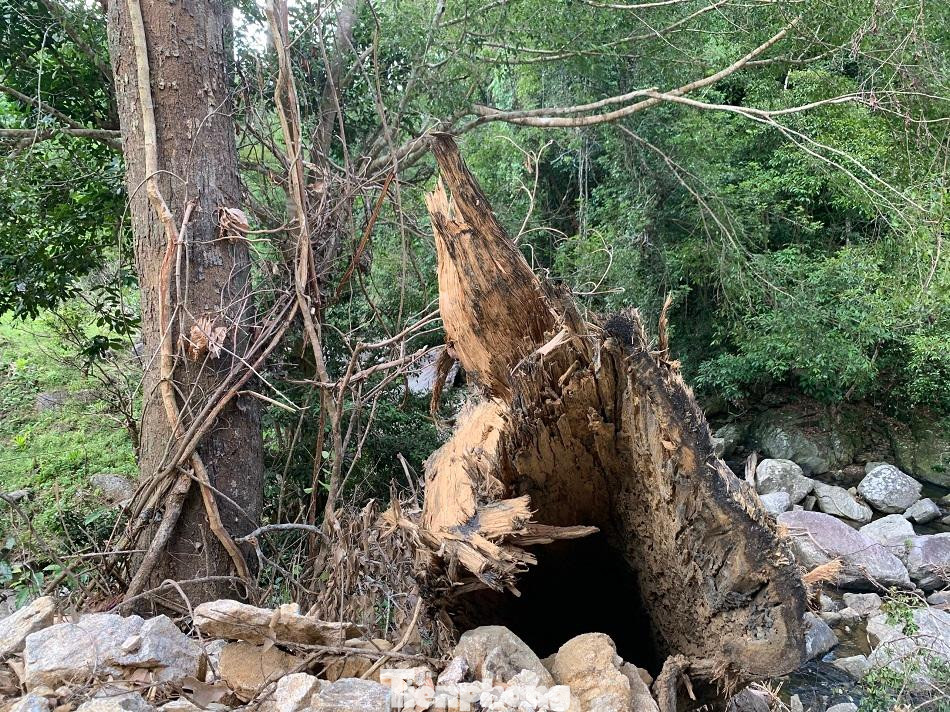 Mặc dù cơ quan chức năng đã cắm biển báo, tuy nhiên đơn vị thi công vẫn tiến hành đốn hạ. Ảnh: Nguyễn Ngọc