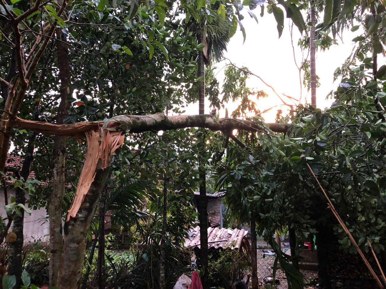 Nhiều cây cối bị ngã đổ.