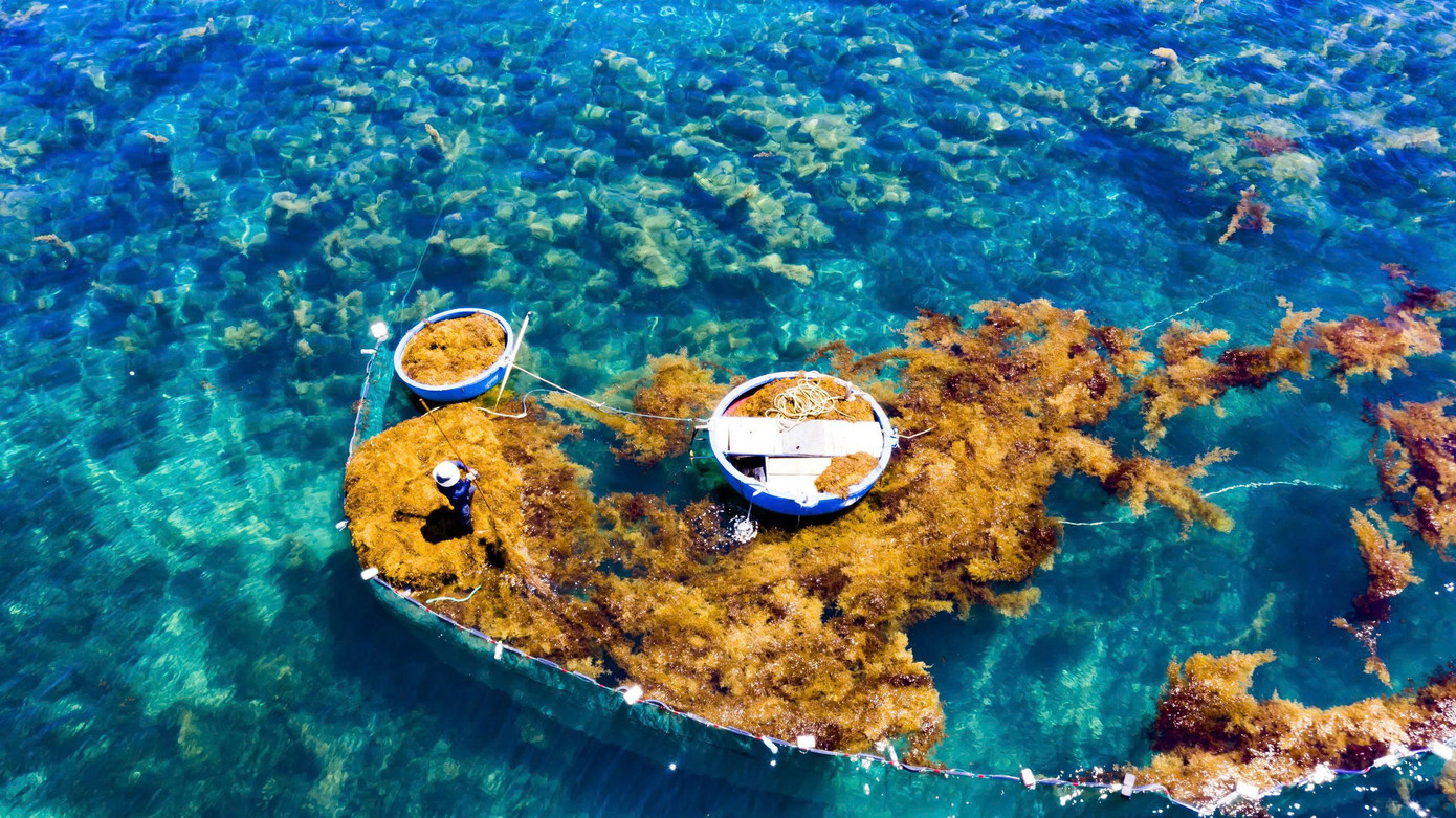 Rong mơ được người dân khai thác hợp lý, đảm bảo môi trường biển. Ảnh: Hải Phong Rong mơ được người dân khai thác hợp lý, đảm bảo môi trường biển. Ảnh: Hải Phong