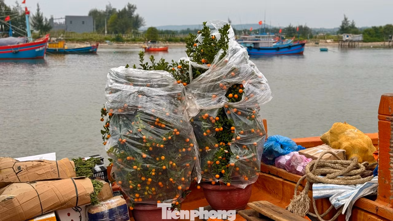 Lãnh đạo Ban Quản lý (BQL) cảng Sa Kỳ cho biết, trong những ngày cao điểm của dịp Tết, BQL cảng sẽ bố trí từ 6 – 12 chuyến tàu ra đảo và ngược lại. Tùy theo lượng bà con về quê, có bao nhiêu BQL thì sẽ bố trí tàu đưa bà con về quê đón Tết
