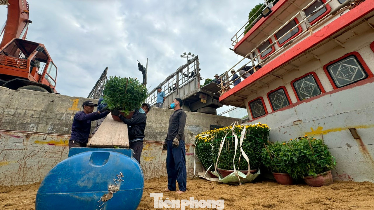 “Khó khăn nhất là việc vận chuyển những chậu hoa cúc, mai, quất vì to, nặng. Công việc vận chuyển đã khó lại vừa phải đảm bảo không làm hư hỏng, gãy cành hoa. Công việc vất vả nhưng bù lại mỗi ngày một công nhân cũng kiếm được từ 400.000 – 500.000 đồng”, anh Nguyễn Văn Huế - công nhân bốc vác tại cảng Sa Kỳ nói.