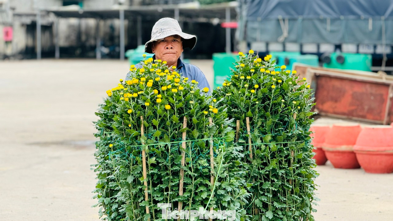 Nhiều loại hoa cúc, vạn thọ, quất, đào, mai… được các công nhân khẩn trương đưa lên tàu chở ra đảo Lý Sơn.