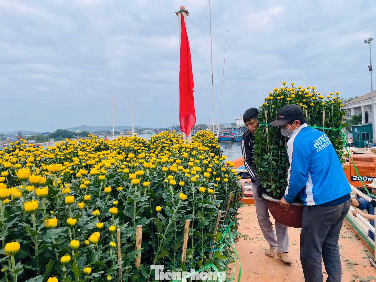 “Tôi tranh thủ những ngày thời tiết thuận lợi, cho tàu chạy hết công suất để chở hàng hóa và hoa ra đảo. Mỗi ngày tàu chạy được một chuyến, mỗi chuyến tàu chở được khoảng 200 tấn hàng hóa và hoa tết ra đảo”, ông Quý chia sẻ.