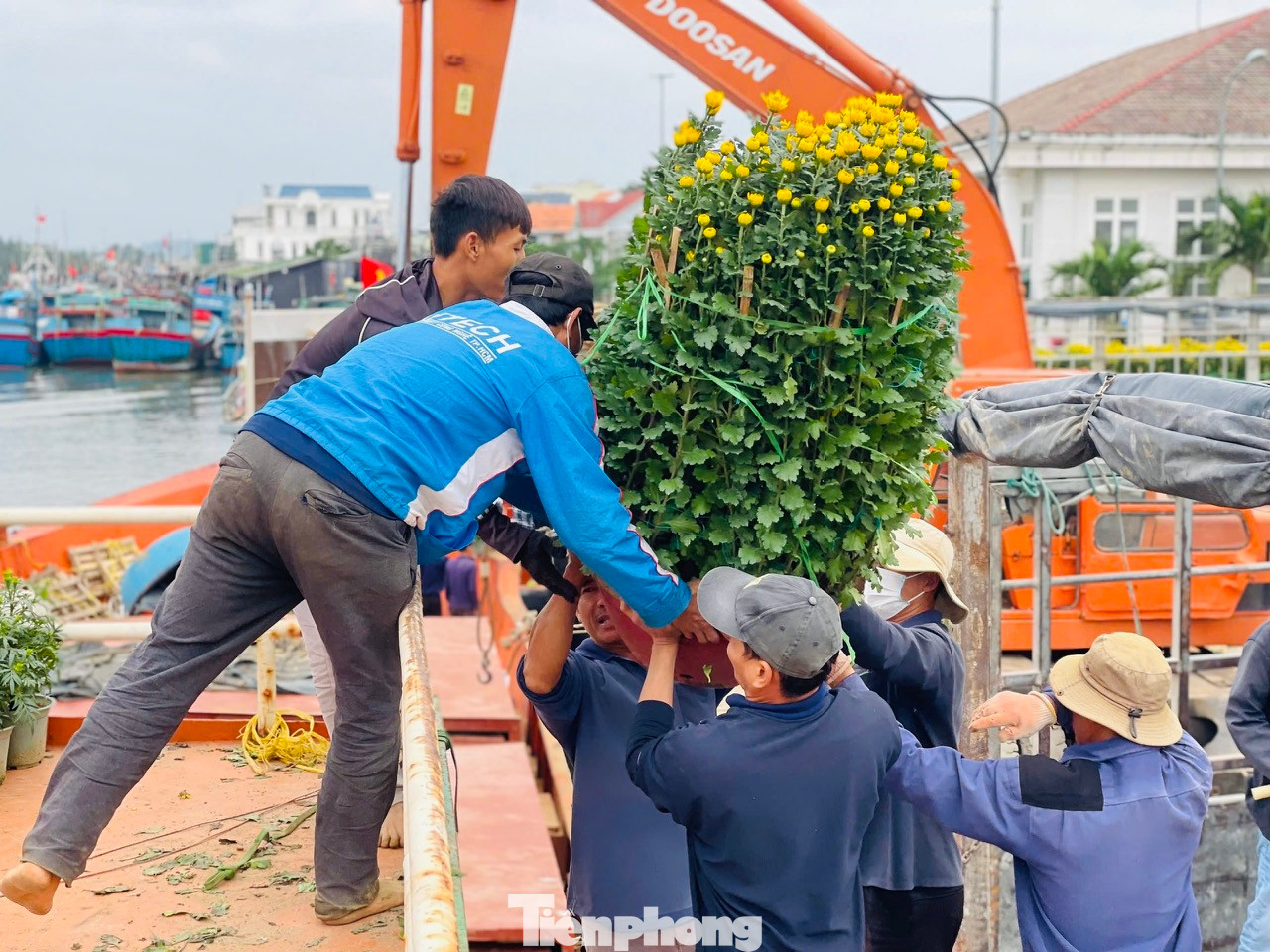 Ông Dương Quý - chủ tàu vận tải Mười Giáp, cho hay, thời điểm này, mỗi ngày tàu của ông chở khoảng 300 chậu hoa cúc, quất, mai… ra đảo Lý Sơn để phục vụ nhu cầu đón Tết của bà con. Hàng hóa năm nay rất rất phong phú và đa dạng. Các tàu thay nhau vào cảng nhận hàng rồi xuất bến liên tục.