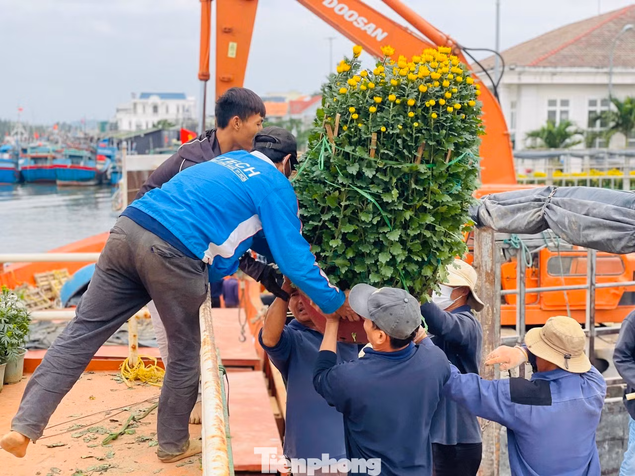 Ông Dương Quý - chủ tàu vận tải Mười Giáp, cho hay, thời điểm này, mỗi ngày tàu của ông chở khoảng 300 chậu hoa cúc, quất, mai… ra đảo Lý Sơn để phục vụ nhu cầu đón Tết của bà con. Hàng hóa năm nay rất rất phong phú và đa dạng. Các tàu thay nhau vào cảng nhận hàng rồi xuất bến liên tục.