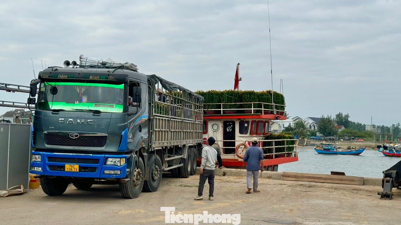 Nhiều loại hoa cúc, vạn thọ, quất, đào, mai… được các công nhân khẩn trương đưa lên tàu chở ra đảo Lý Sơn.