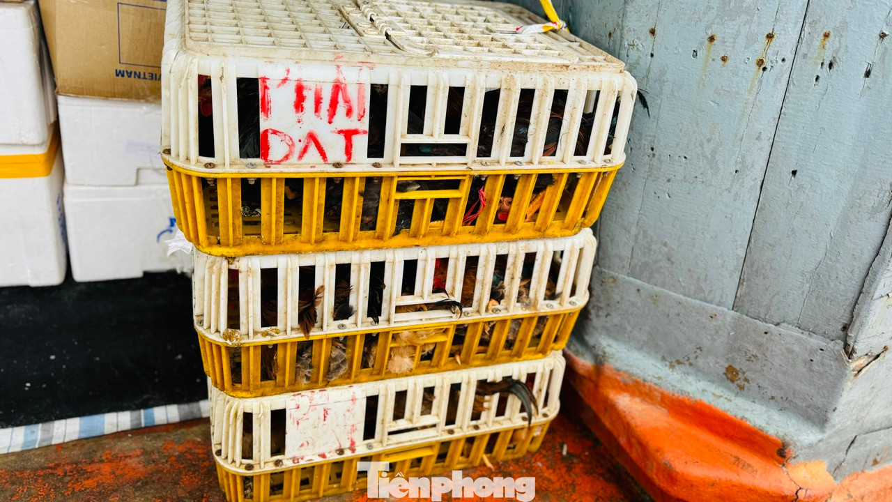 Ngoài hoa, những chuyến tàu chở gia súc, gia cầm như heo, gà, vịt... cũng tấp nập cập cảng Sa Kỳ trước khi được đưa ra Lý Sơn.