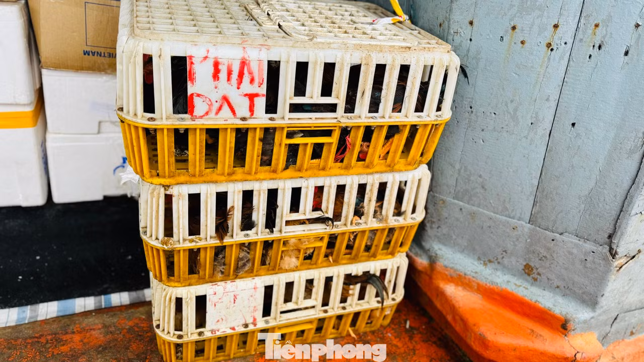 Ngoài hoa, những chuyến tàu chở gia súc, gia cầm như heo, gà, vịt... cũng tấp nập cập cảng Sa Kỳ trước khi được đưa ra Lý Sơn.