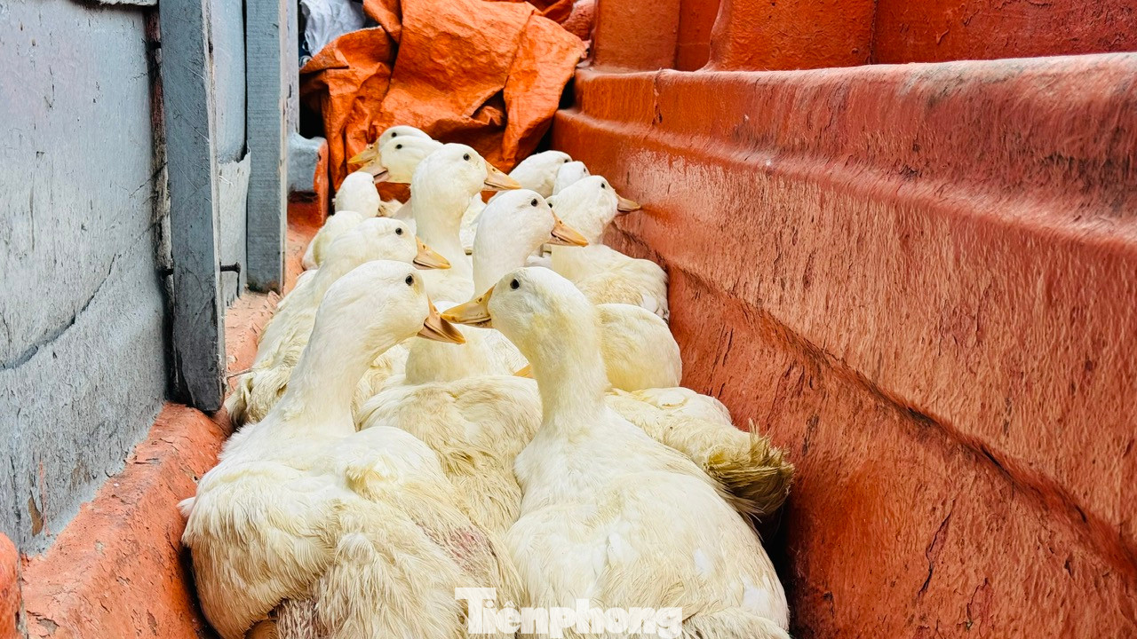 Ngoài hoa, những chuyến tàu chở gia súc, gia cầm như heo, gà, vịt... cũng tấp nập cập cảng Sa Kỳ trước khi được đưa ra Lý Sơn.