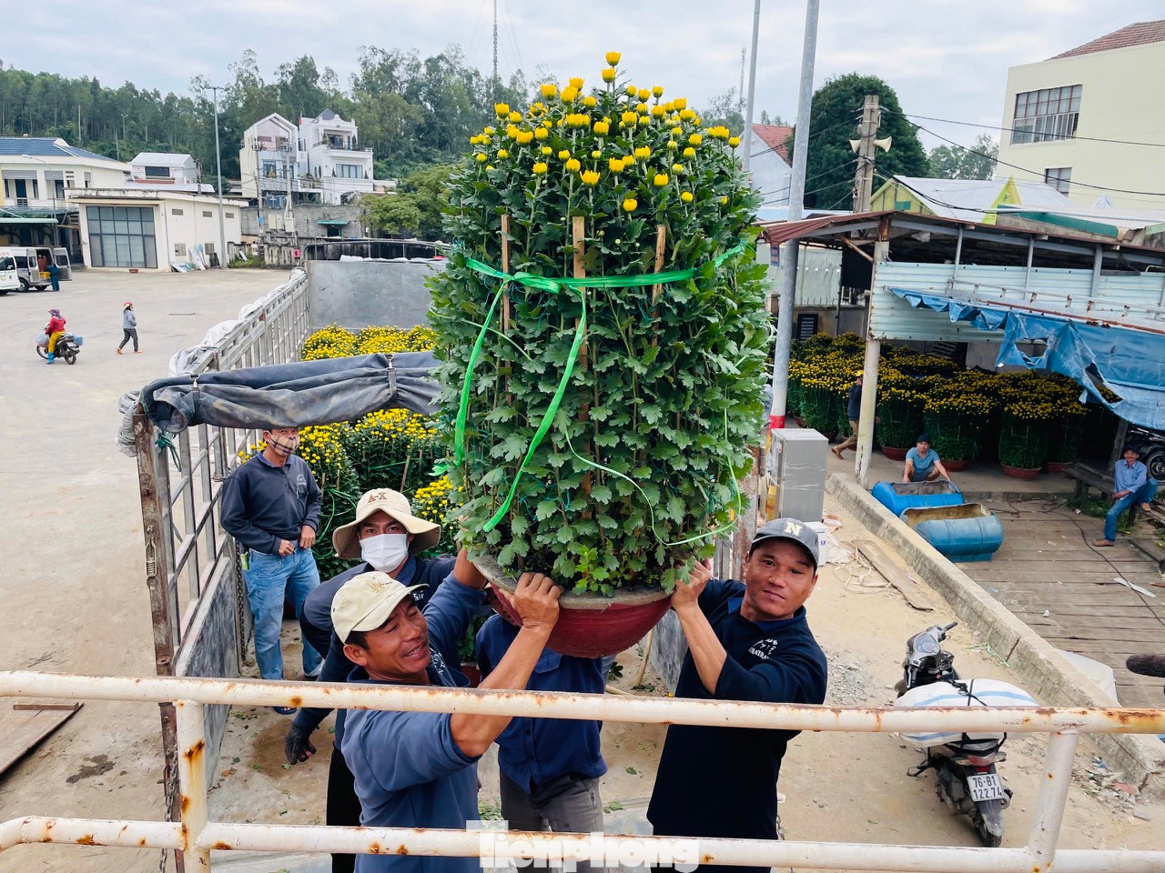 Ông Dương Quý - chủ tàu vận tải Mười Giáp, cho hay, thời điểm này, mỗi ngày tàu của ông chở khoảng 300 chậu hoa cúc, quất, mai… ra đảo Lý Sơn để phục vụ nhu cầu đón Tết của bà con. Hàng hóa năm nay rất rất phong phú và đa dạng. Các tàu thay nhau vào cảng nhận hàng rồi xuất bến liên tục.