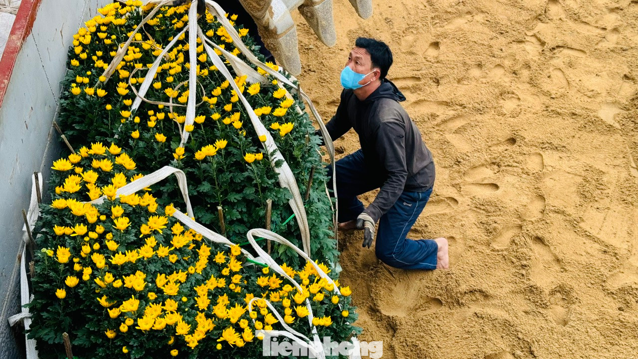 “Khó khăn nhất là việc vận chuyển những chậu hoa cúc, mai, quất vì to, nặng. Công việc vận chuyển đã khó lại vừa phải đảm bảo không làm hư hỏng, gãy cành hoa. Công việc vất vả nhưng bù lại mỗi ngày một công nhân cũng kiếm được từ 400.000 – 500.000 đồng”, anh Nguyễn Văn Huế - công nhân bốc vác tại cảng Sa Kỳ nói.
