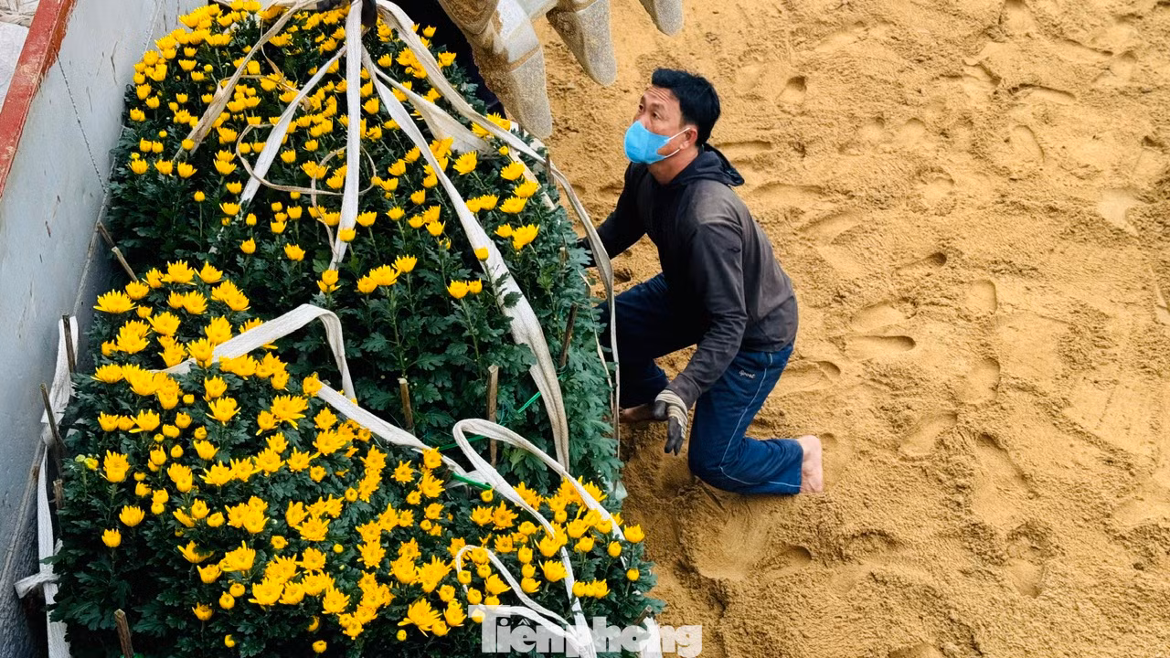 “Khó khăn nhất là việc vận chuyển những chậu hoa cúc, mai, quất vì to, nặng. Công việc vận chuyển đã khó lại vừa phải đảm bảo không làm hư hỏng, gãy cành hoa. Công việc vất vả nhưng bù lại mỗi ngày một công nhân cũng kiếm được từ 400.000 – 500.000 đồng”, anh Nguyễn Văn Huế - công nhân bốc vác tại cảng Sa Kỳ nói.