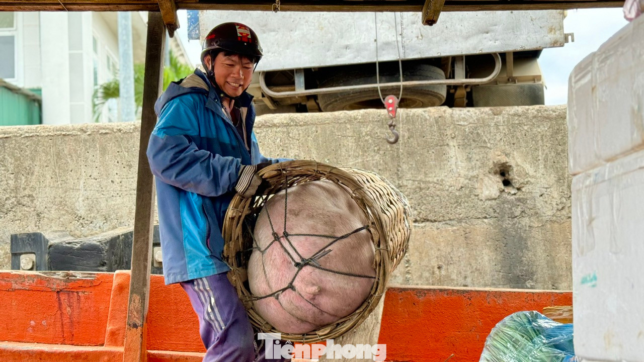 Ngoài hoa, những chuyến tàu chở gia súc, gia cầm như heo, gà, vịt... cũng tấp nập cập cảng Sa Kỳ trước khi được đưa ra Lý Sơn.