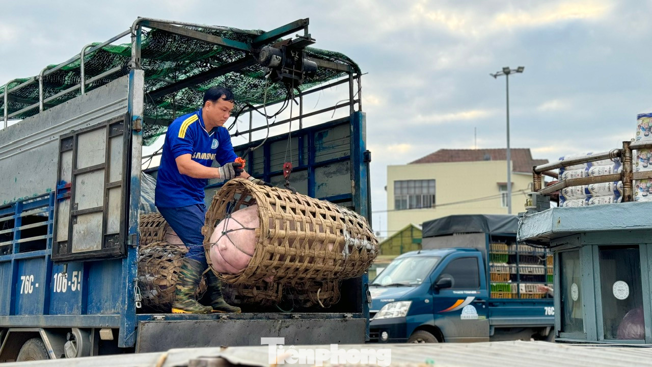 Ngoài hoa, những chuyến tàu chở gia súc, gia cầm như heo, gà, vịt... cũng tấp nập cập cảng Sa Kỳ trước khi được đưa ra Lý Sơn.