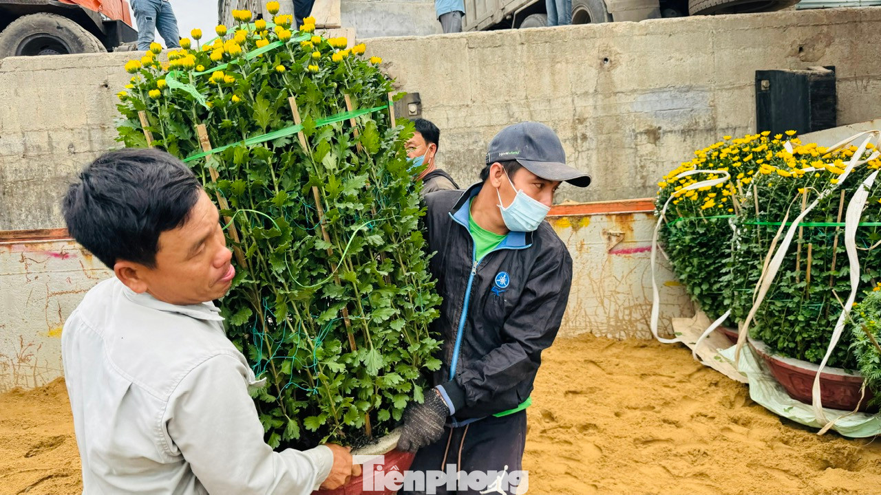 “Khó khăn nhất là việc vận chuyển những chậu hoa cúc, mai, quất vì to, nặng. Công việc vận chuyển đã khó lại vừa phải đảm bảo không làm hư hỏng, gãy cành hoa. Công việc vất vả nhưng bù lại mỗi ngày một công nhân cũng kiếm được từ 400.000 – 500.000 đồng”, anh Nguyễn Văn Huế - công nhân bốc vác tại cảng Sa Kỳ nói.