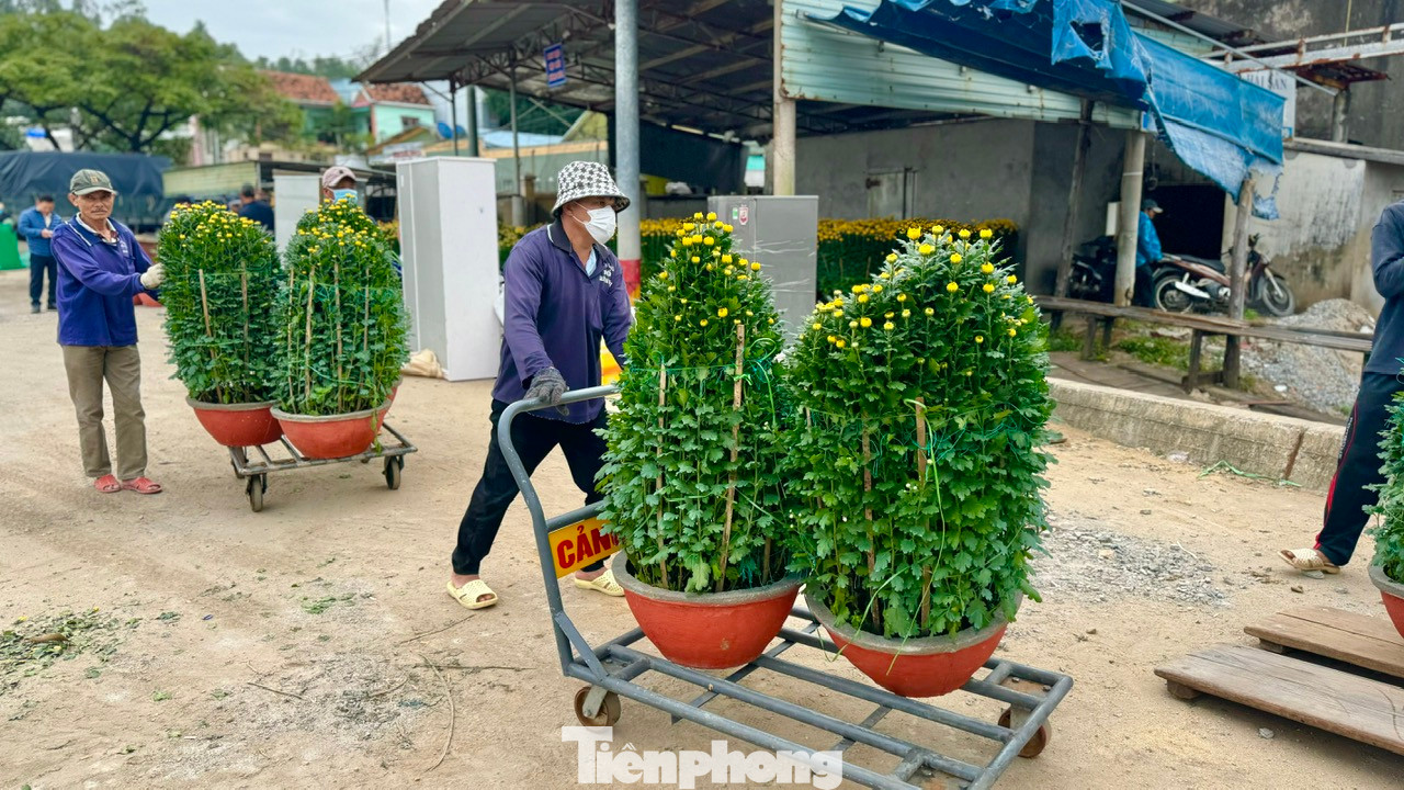 Nhiều loại hoa cúc, vạn thọ, quất, đào, mai… được các công nhân khẩn trương đưa lên tàu chở ra đảo Lý Sơn.