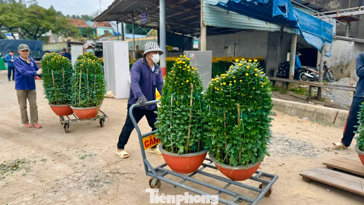 Nhiều loại hoa cúc, vạn thọ, quất, đào, mai… được các công nhân khẩn trương đưa lên tàu chở ra đảo Lý Sơn.