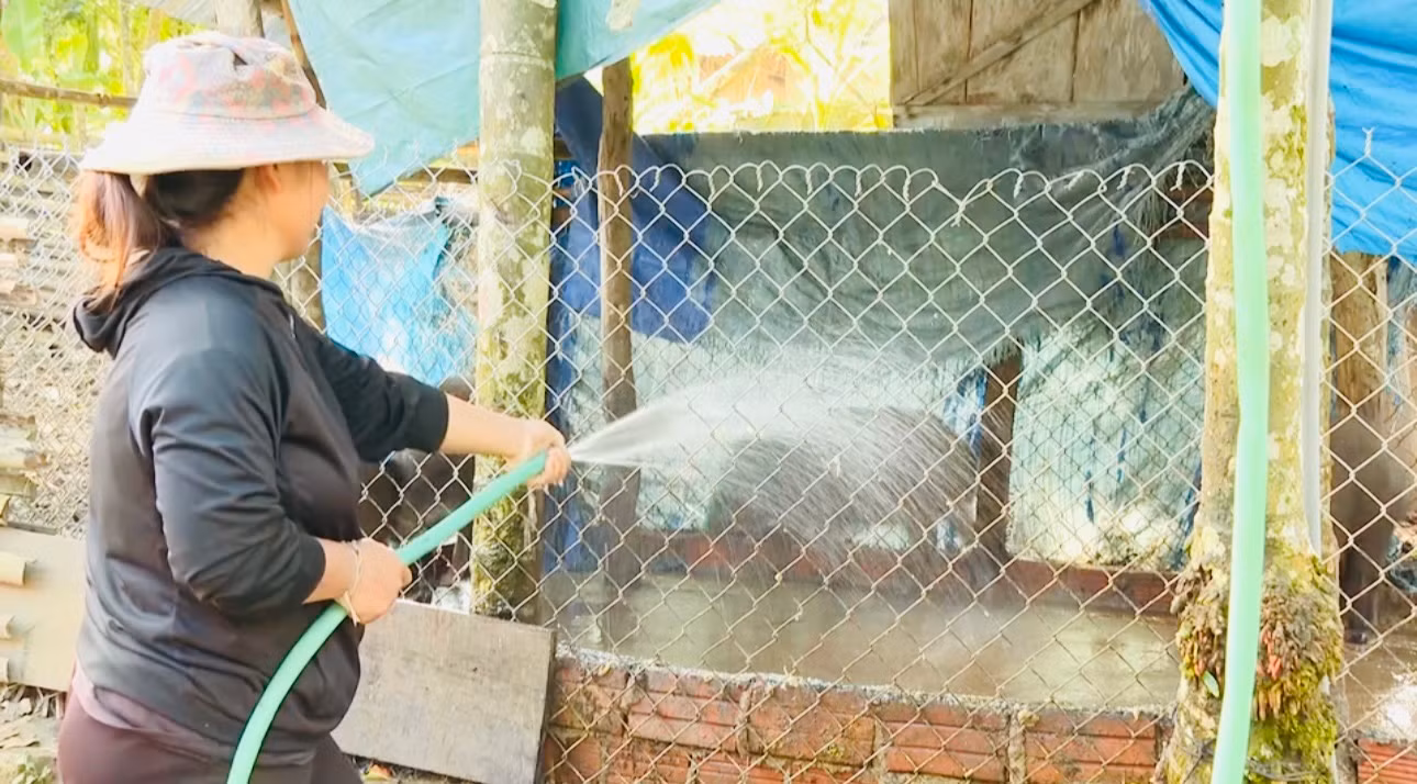 Tại xã Sơn Long (huyện Sơn Tây) có 2 mô hình nuôi heo ky với tổng cộng 20 hộ dân tham gia.